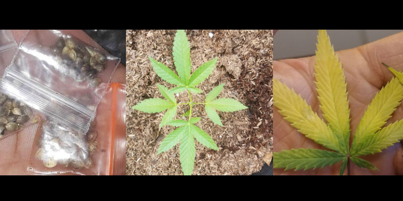 保護中: 良質な大麻を栽培したい人が行うべき簡単な6つの事