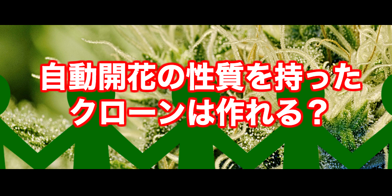 保護中: 自動開花の大麻草からクローンを採ったらどうなるの？