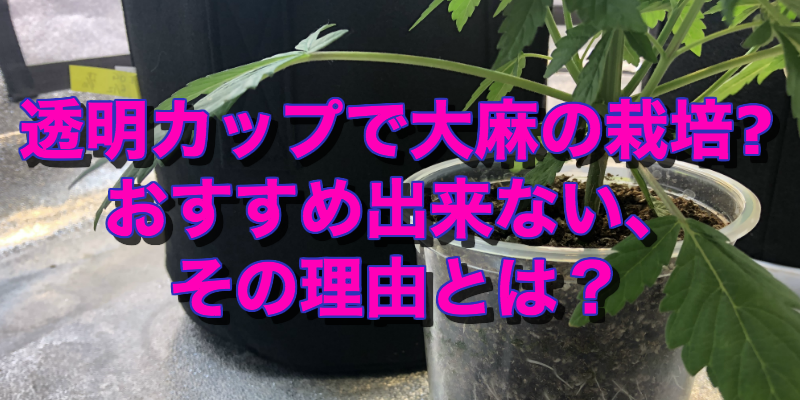 保護中: 根っこに緑色の何かが発生？プラカップで大麻栽培する注意点