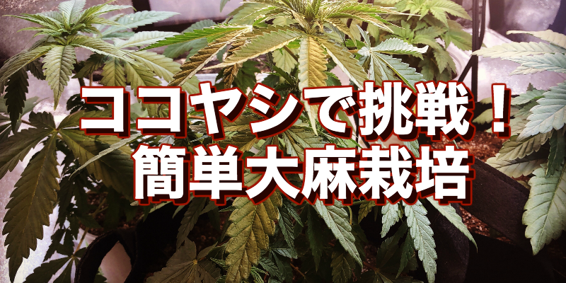 保護中: 大麻栽培の初心者？ココファイバーなら超簡単