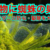 葉っぱにクモの巣？ハダニの仕業？【対処と防虫術】