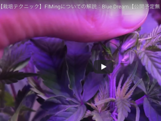 Thehighclass 日本最大規模の大麻メディア